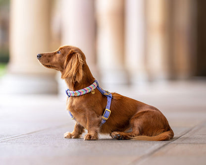 Wanderlust Harness