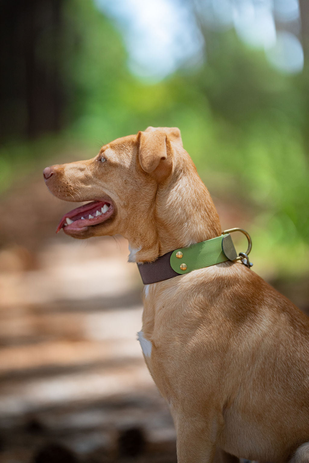 38mm Biothane collar