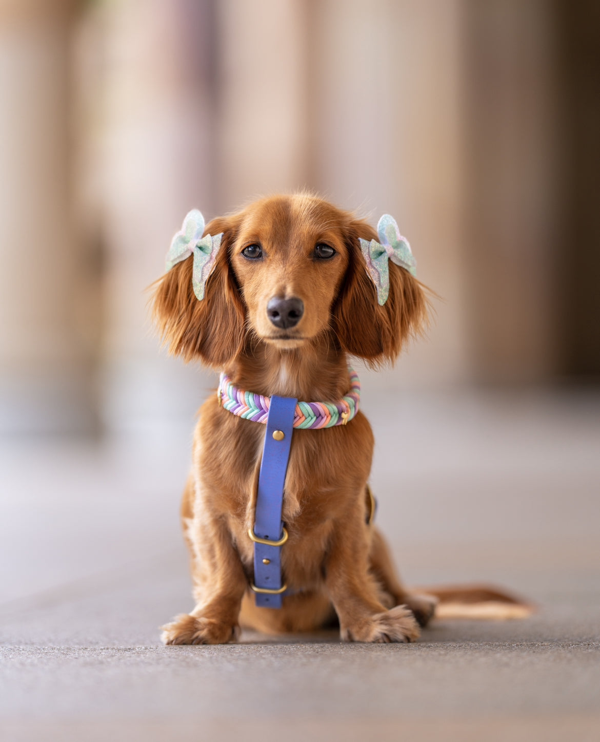 Wanderlust Harness