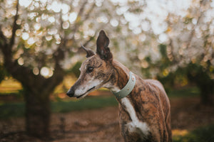 Seville Collar