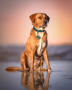 Custom Braided Collar