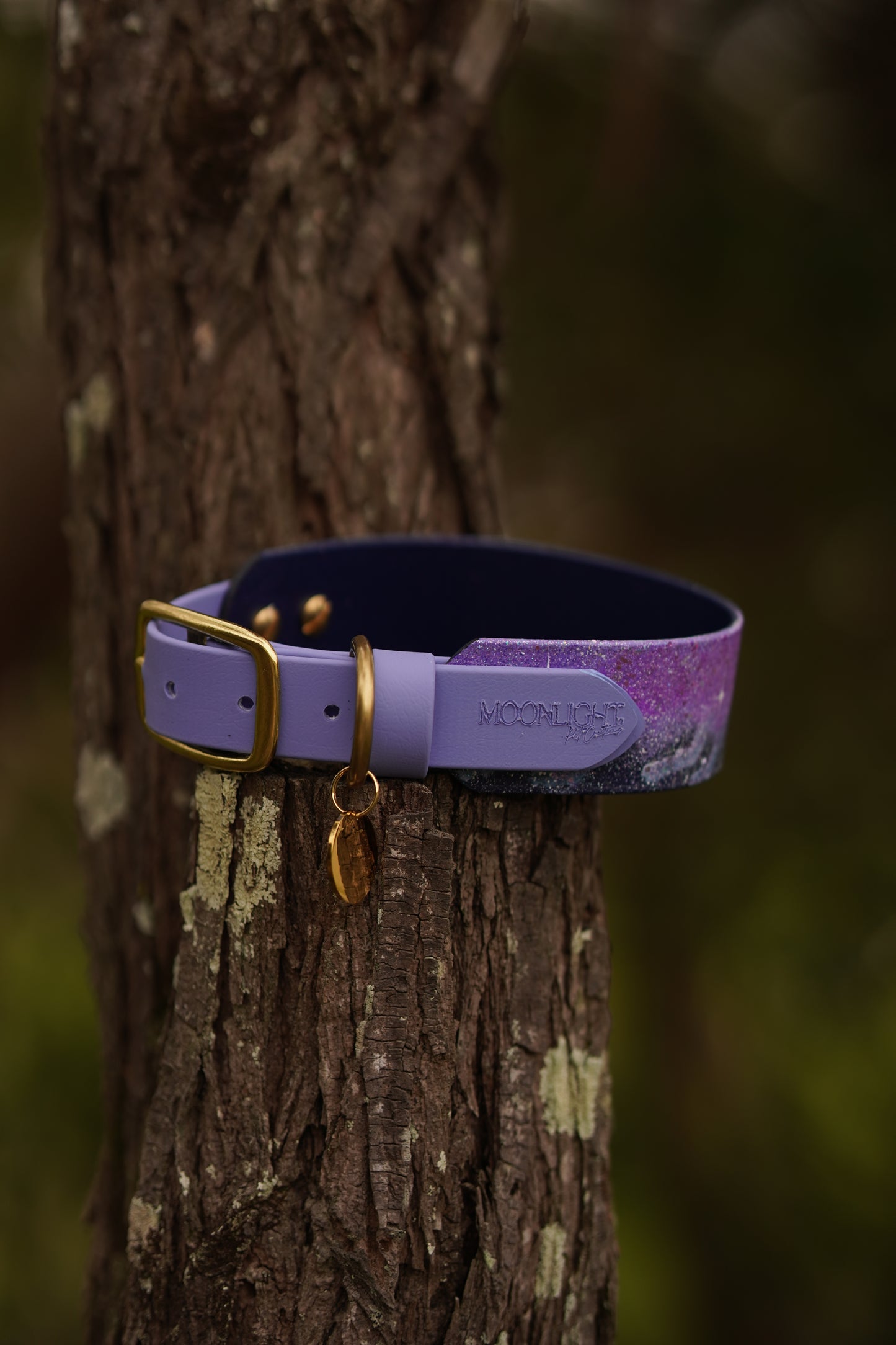 GALAXY Collar (M)