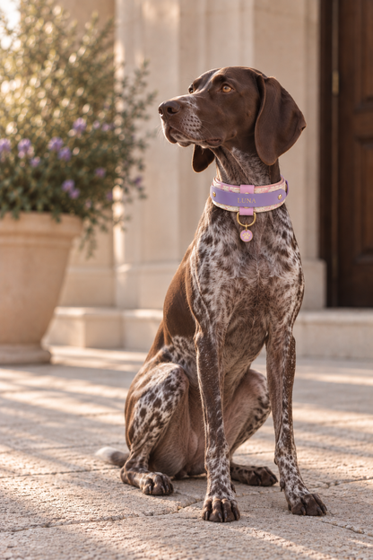 Custom Padded Collar
