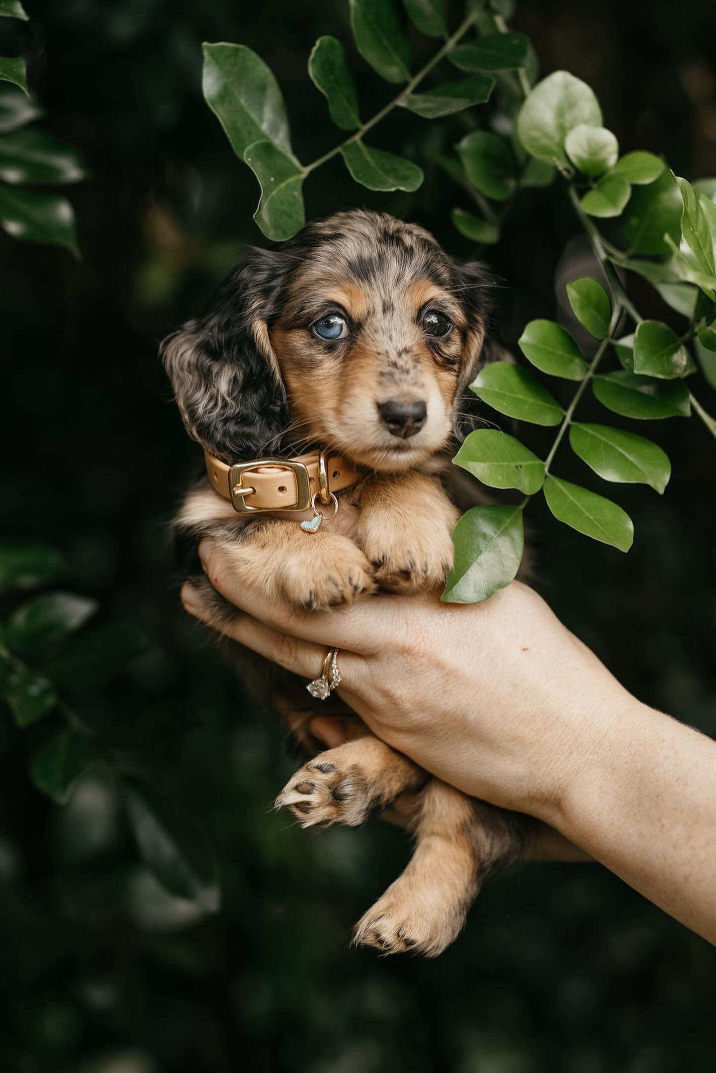 Puppy pack set