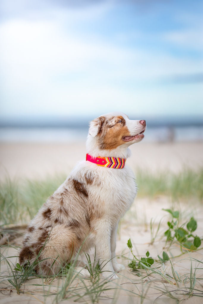 Tapered Sydney Collar