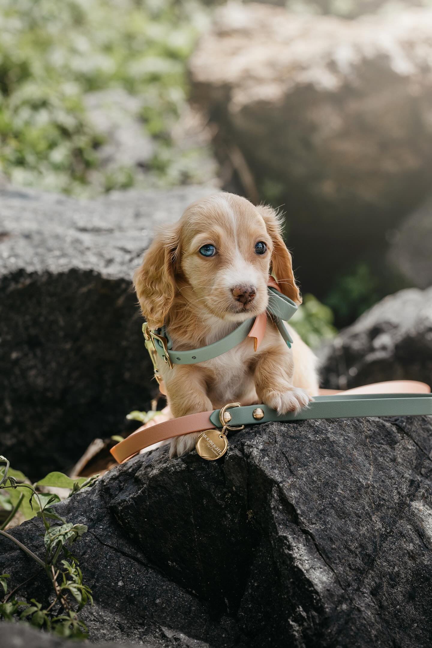 Puppy pack set