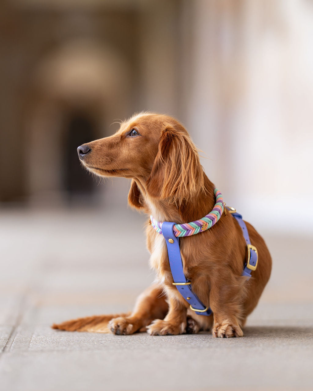 Wanderlust Harness