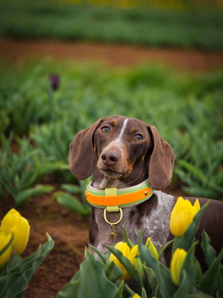 Custom Padded Collar