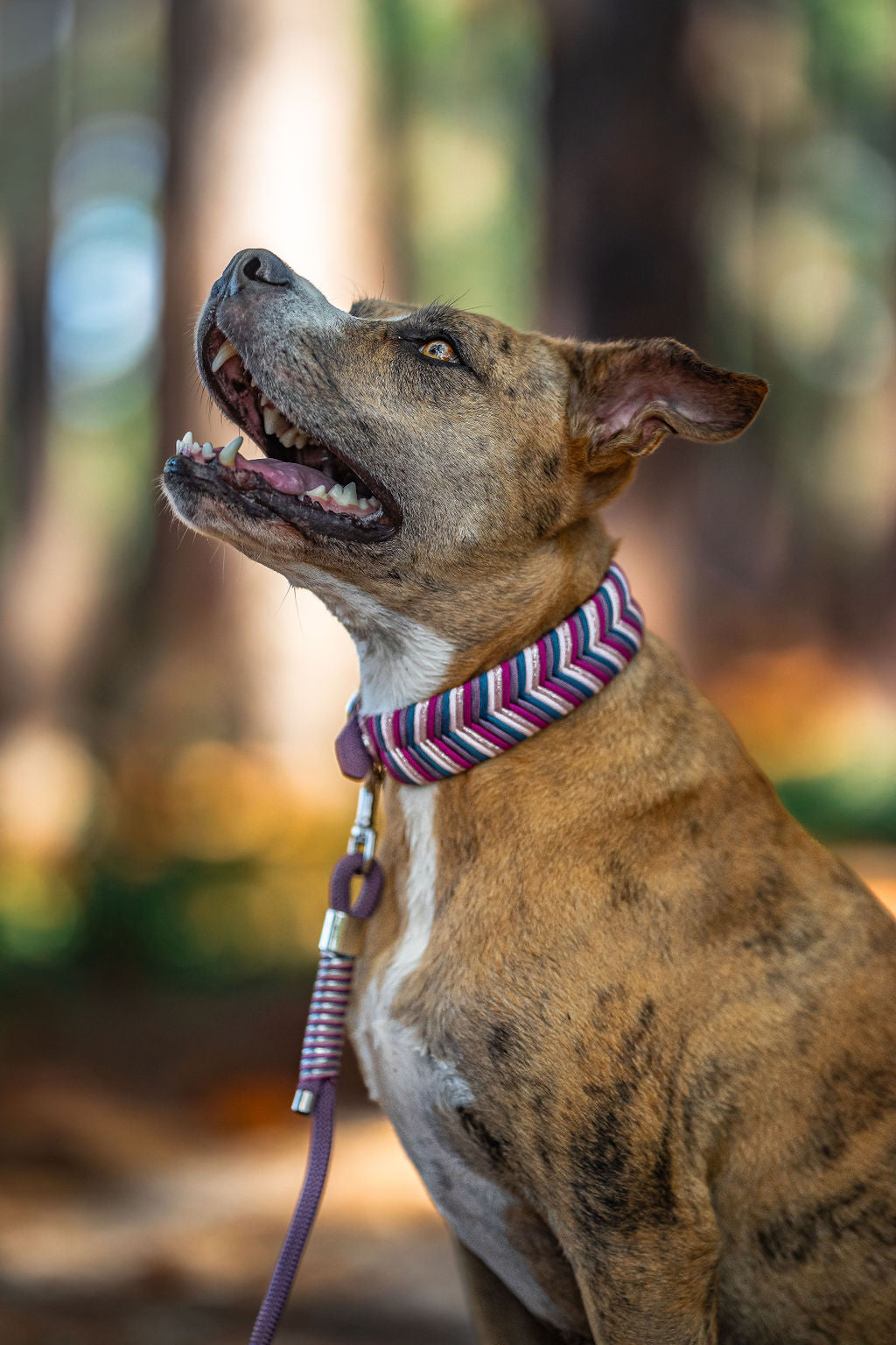 Sydney Tapered collar