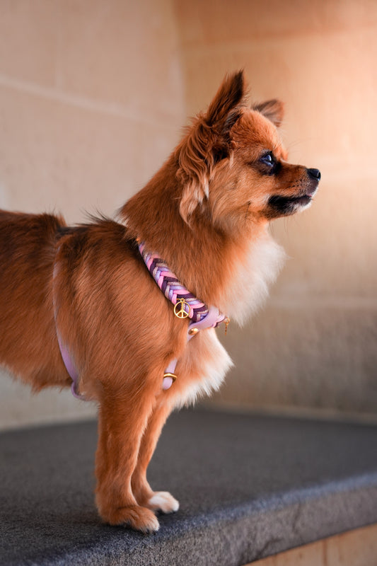 Wanderlust Harness