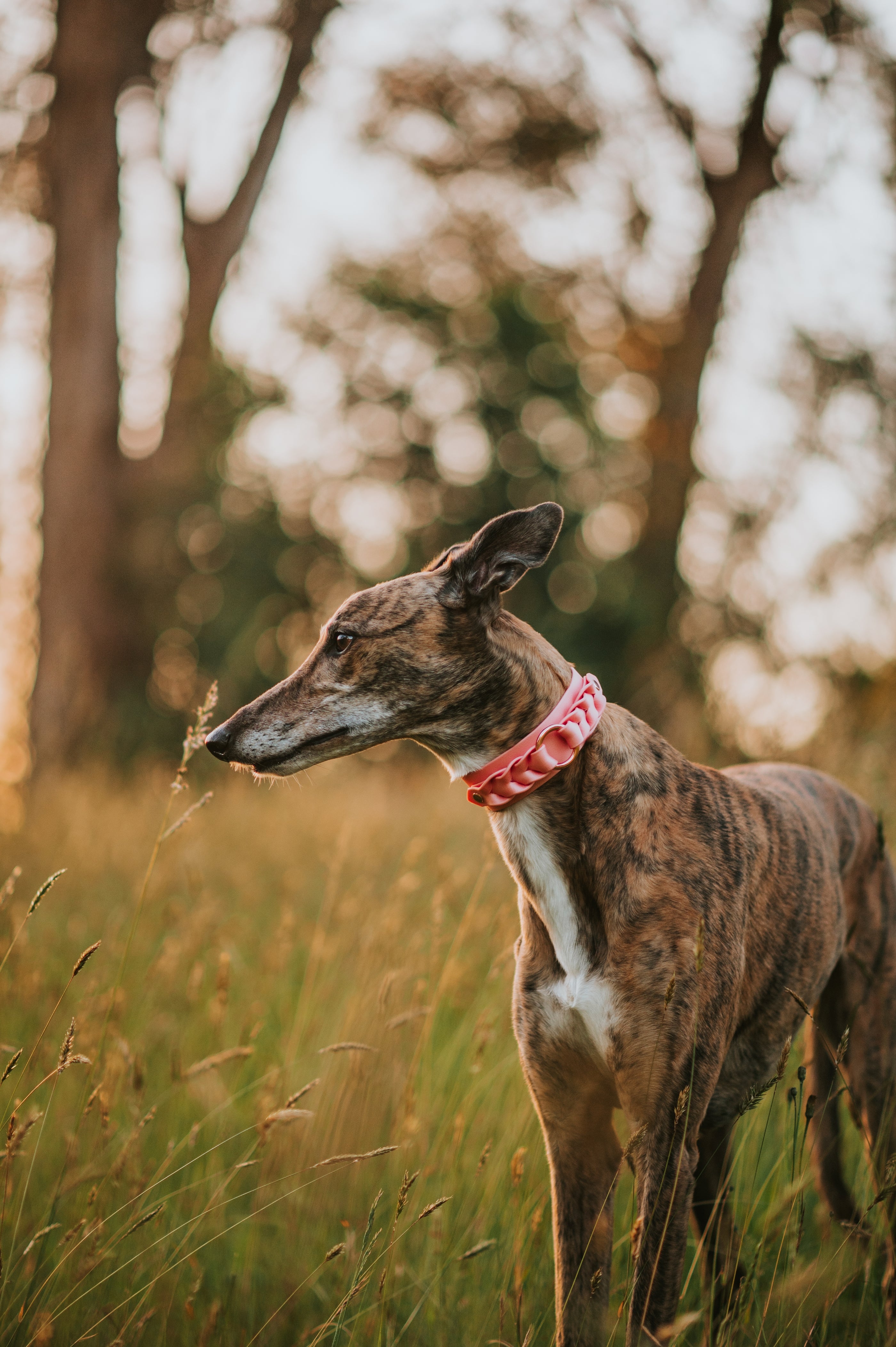 Custom Braided Collar