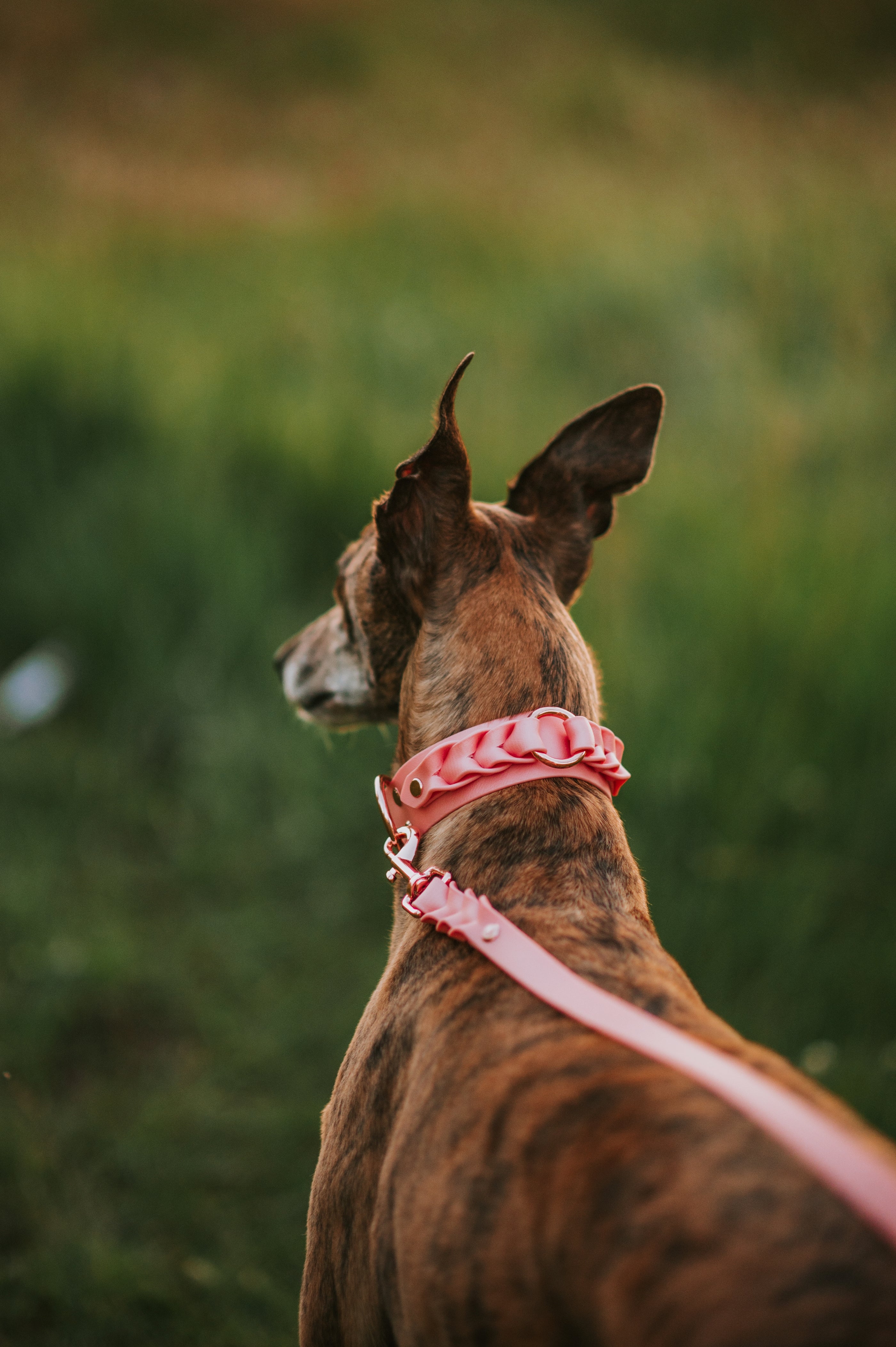 Custom Braided Collar