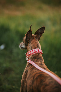 Custom Braided Collar