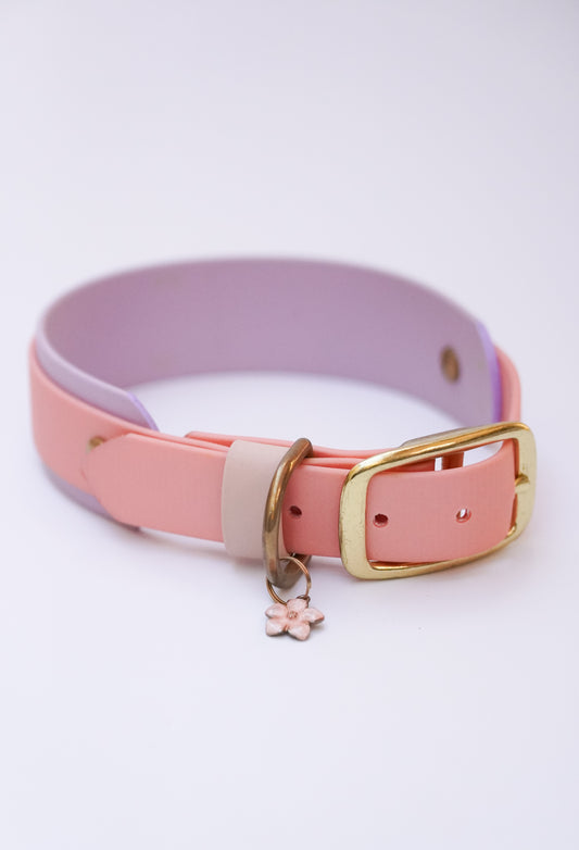 Collar & Leash set (36-46cm)