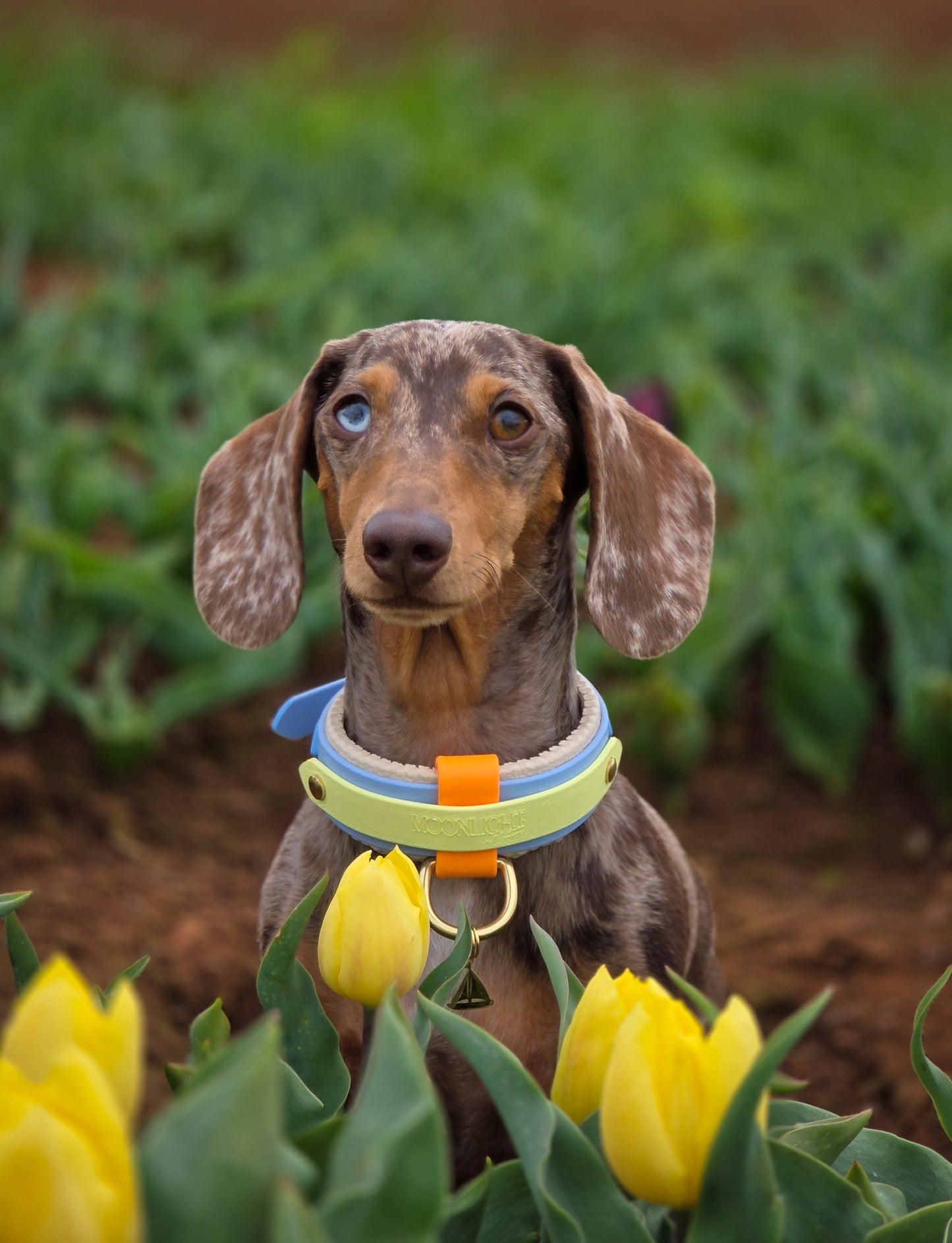 Mini Padded Collar