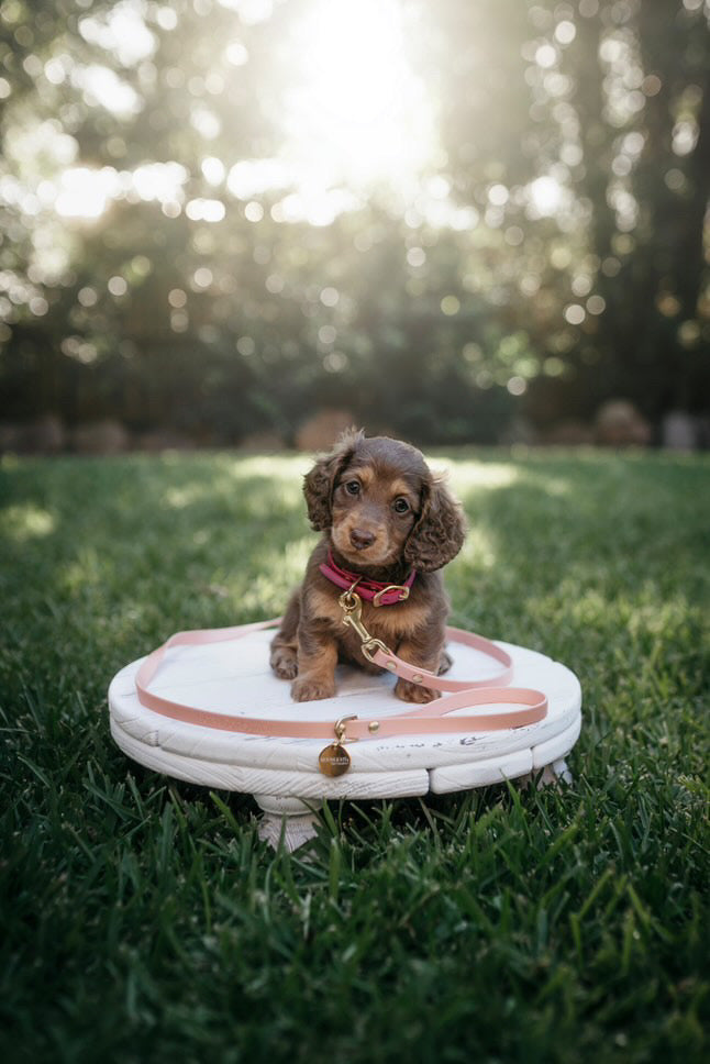 Puppy pack set