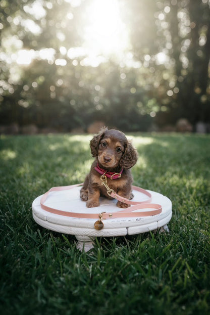 Puppy pack set