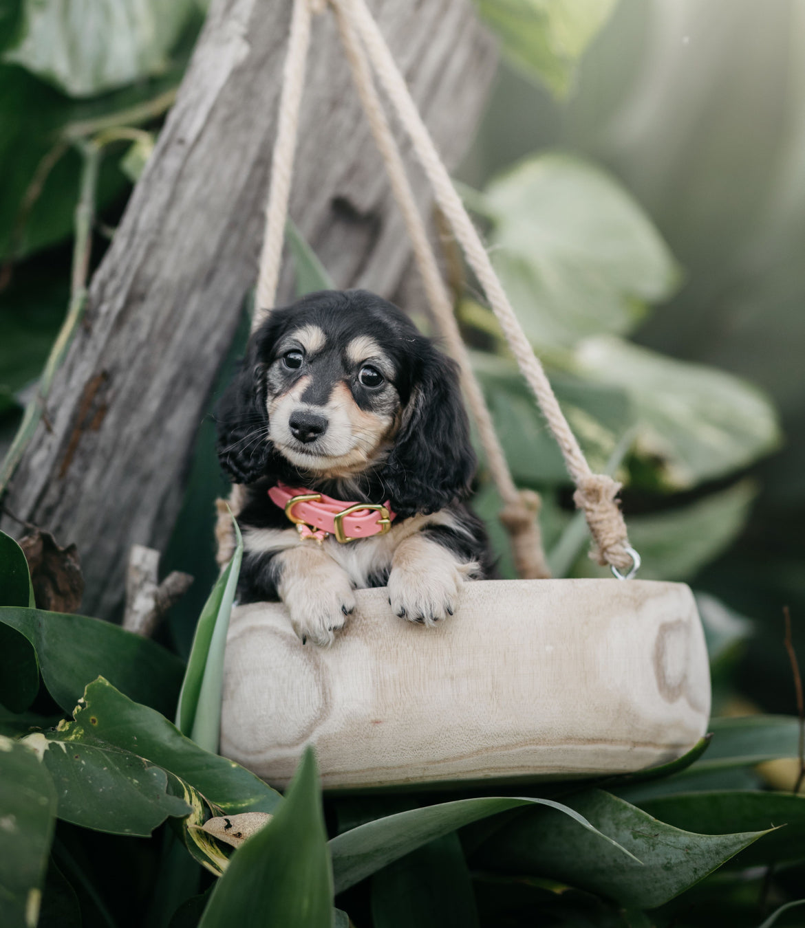 Puppy pack set