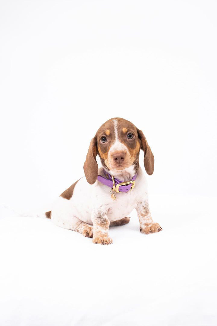 Lite San Diego collar ( MULTI-PACK )