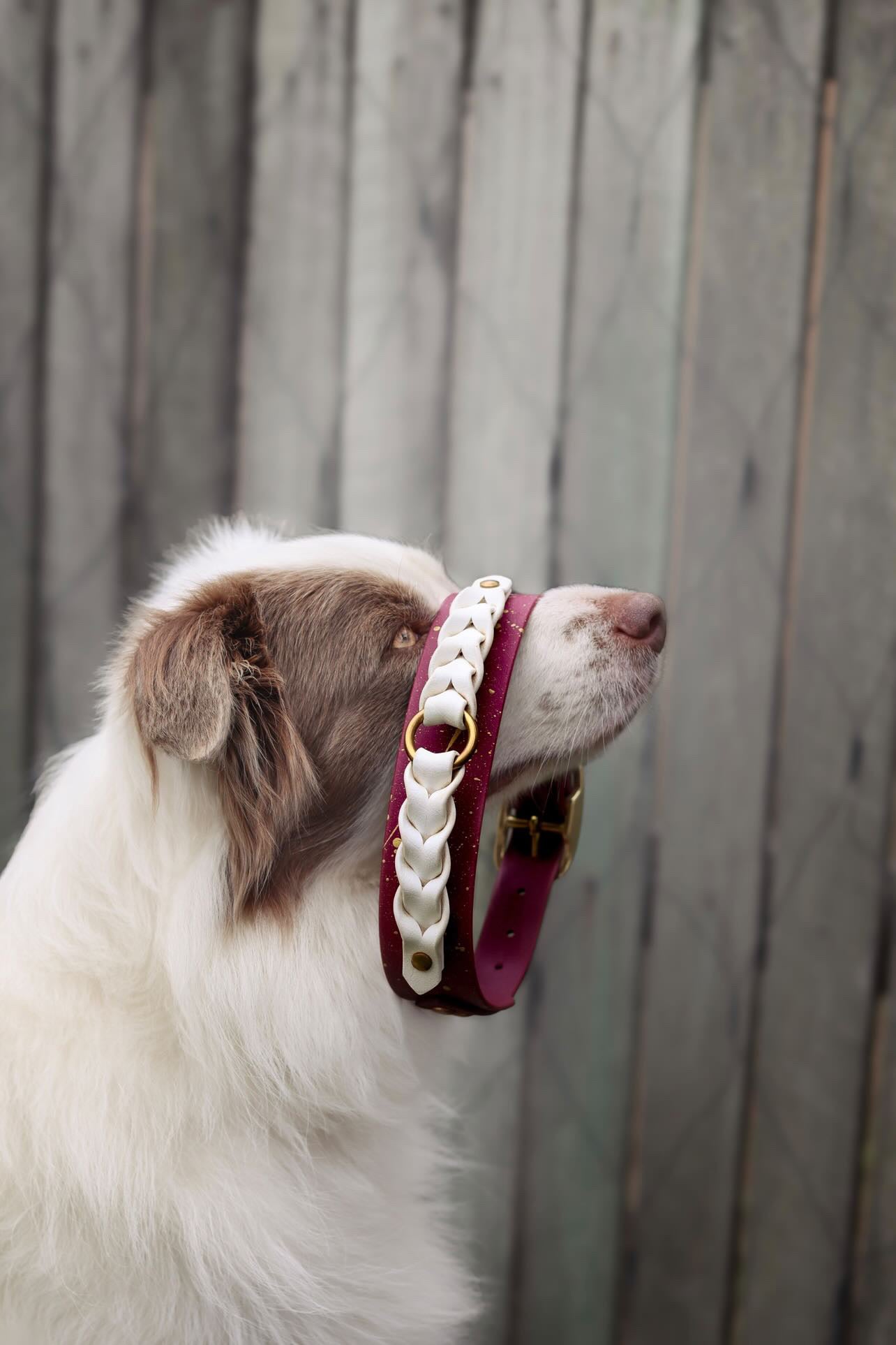 Custom Braided Collar