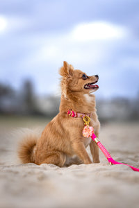 (TOY BREEDS) Wanderlust collar