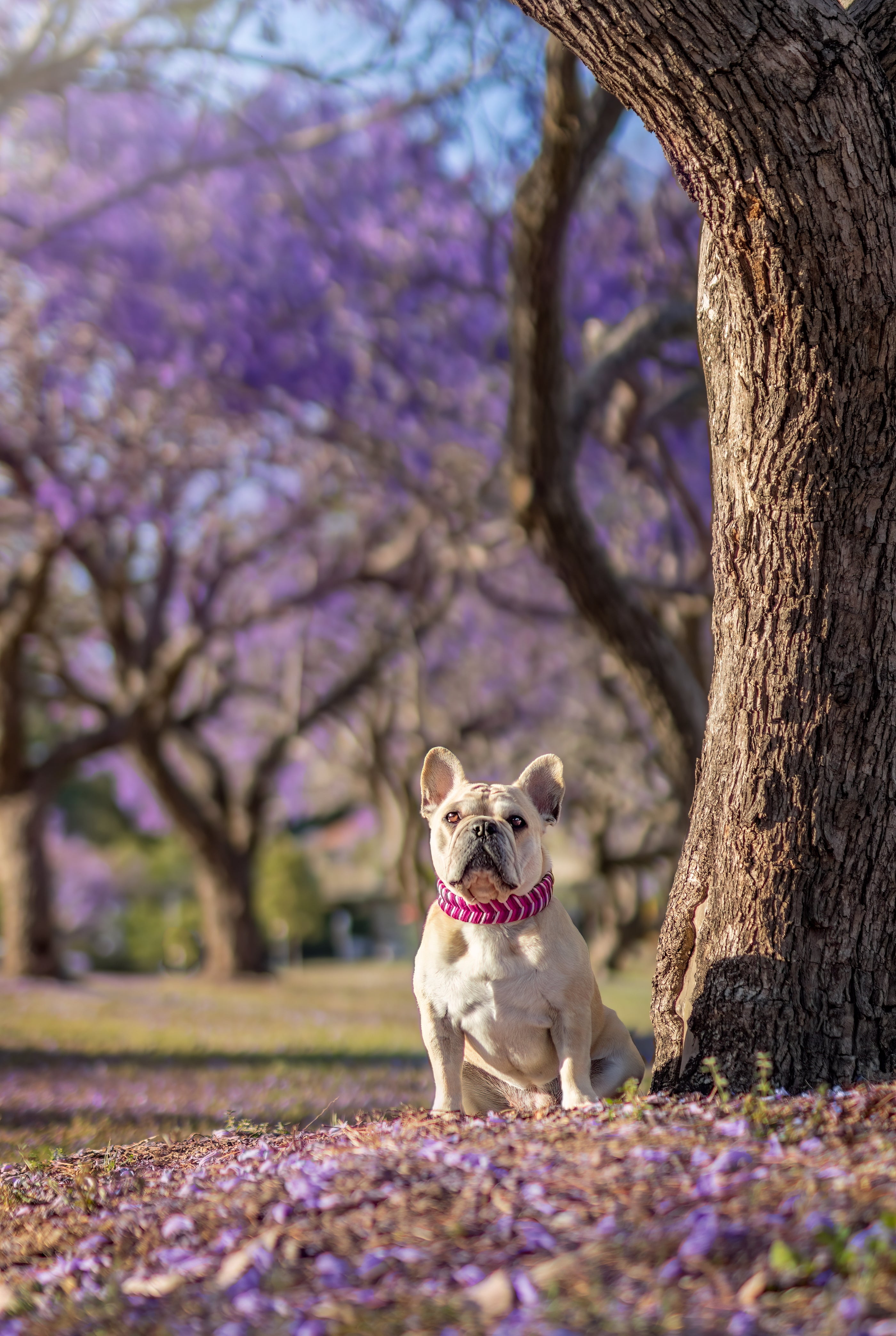 Sydney Collar