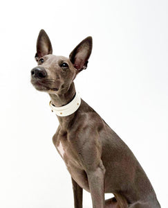 Paris Collar ( Hounds )