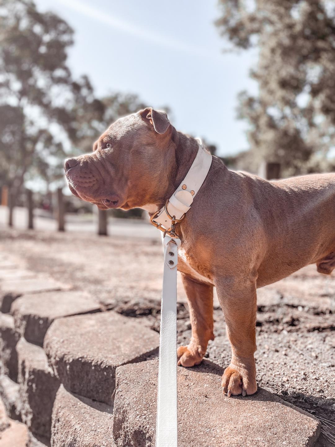 38mm Biothane collar